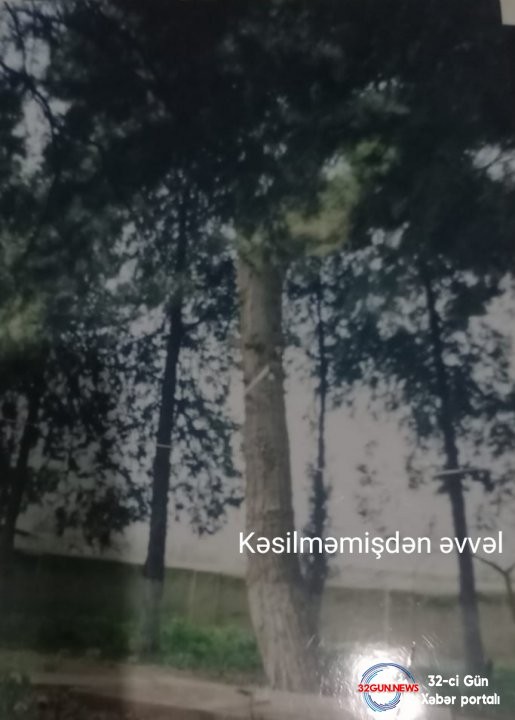 İcra başçısı "Qırmızı kitab"a düşən ağacları kəsdirir- VİDEOFAKT