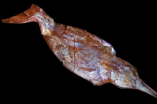 Dünyanın ən böyük canlısı kəşf edildi– FOTO