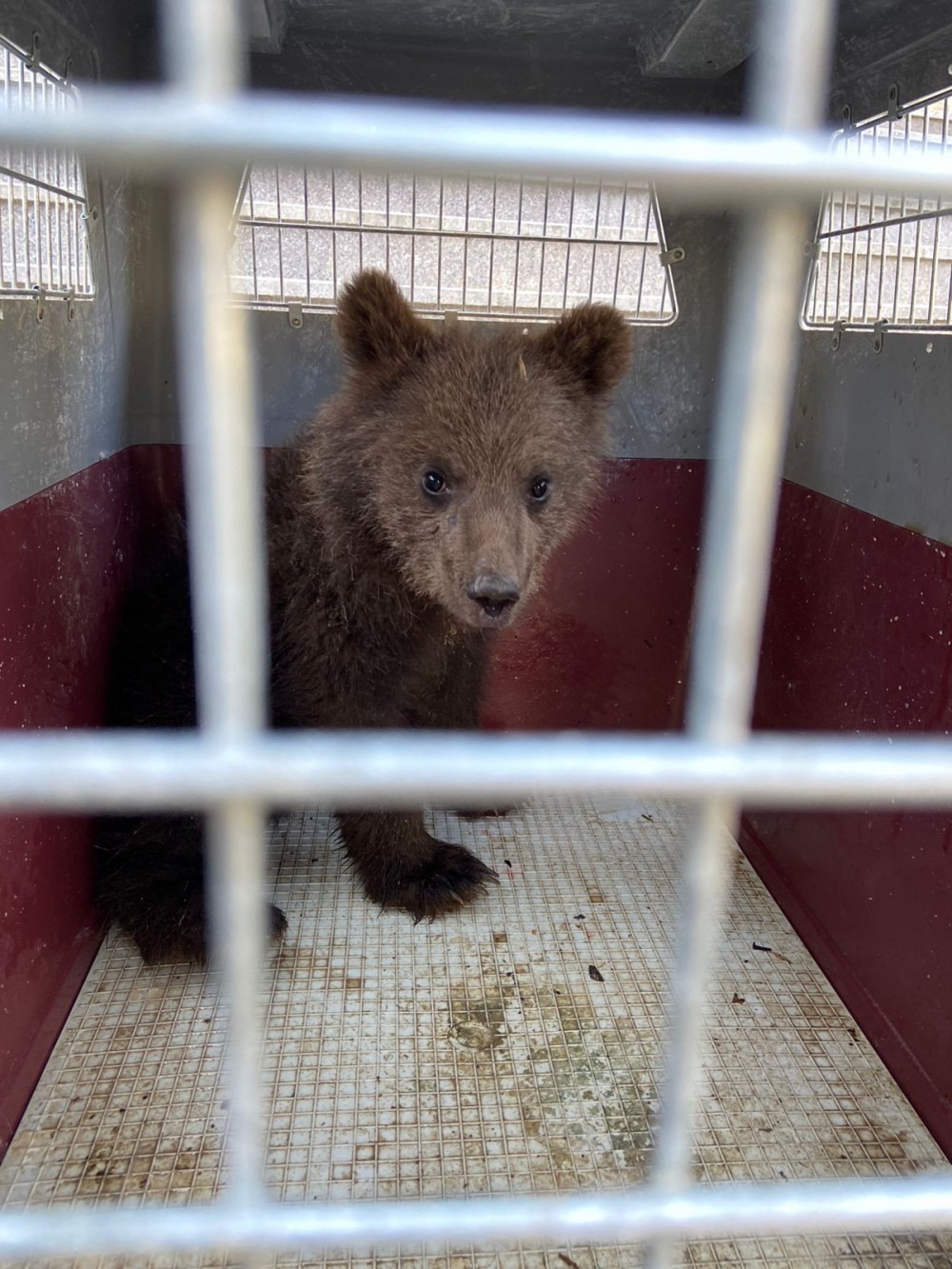 Azərbaycanlı məşhurun bağına AYI BALASI girdi, nazirlikhərəkətə keçdi - VİDEO