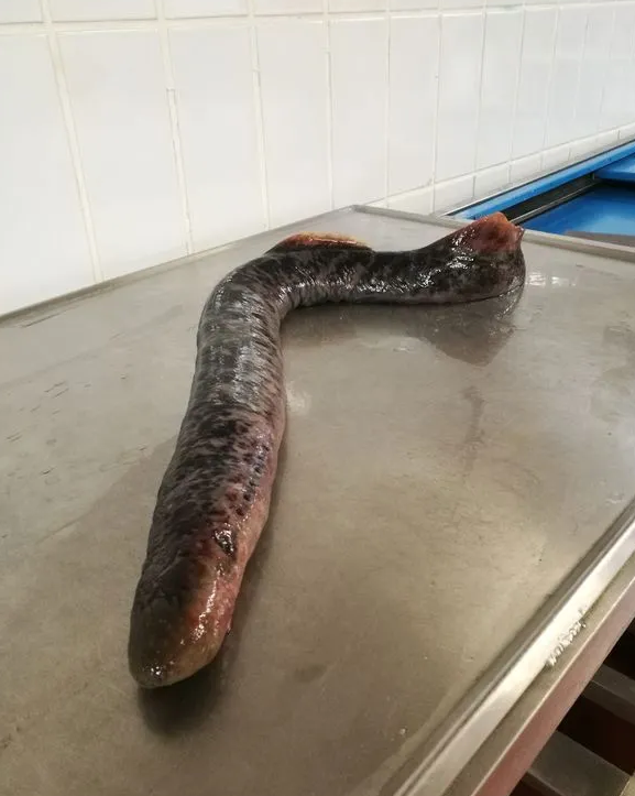 6 il sonra yenidən görüntüləndi- İnsanlar QORXU içərisində