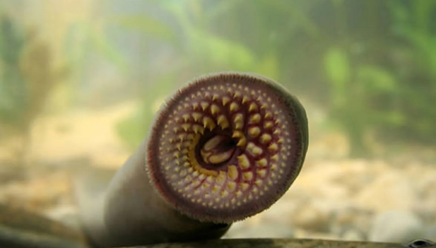 6 il sonra yenidən görüntüləndi- İnsanlar QORXU içərisində