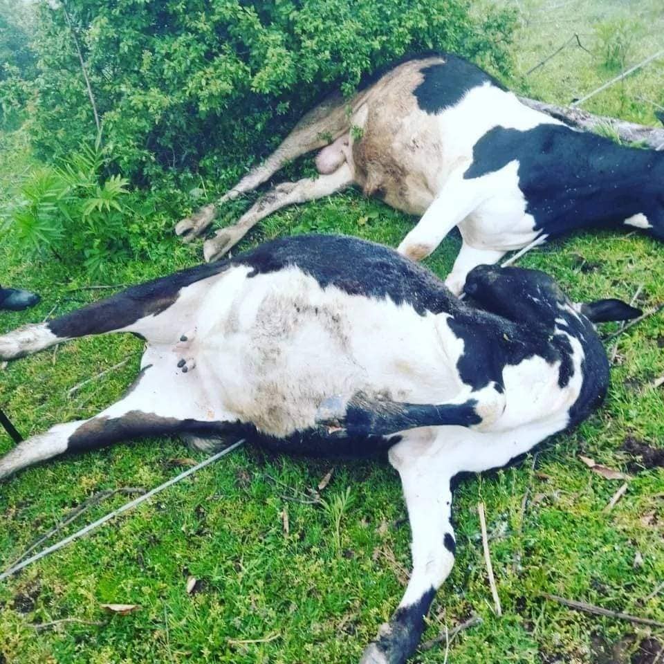 “Azərişıq” ASC-in səhlənkarlığı kəndliyə ziyan vurdu- İnsanlar ölümdən döndü, heyvanlar tələf oldu (FOTO)