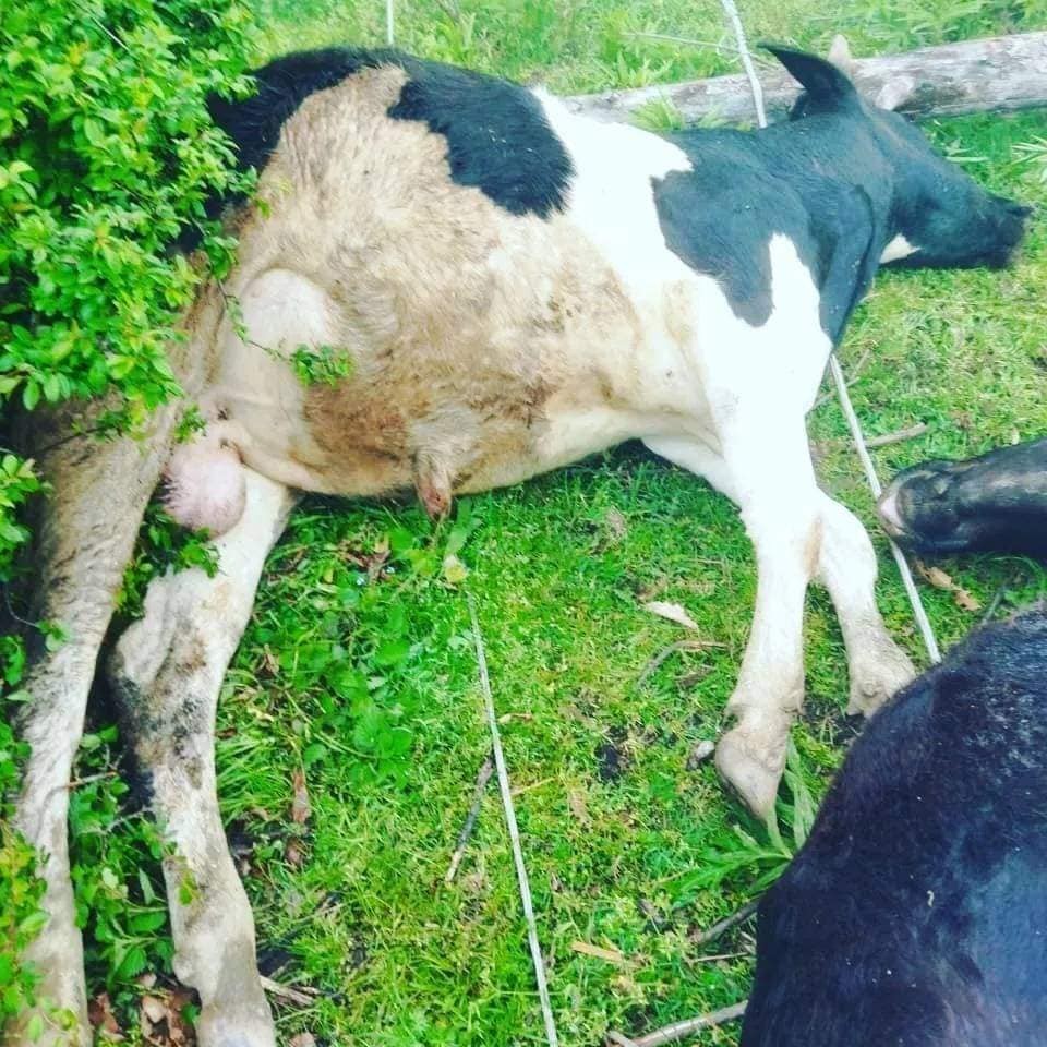 “Azərişıq” ASC-in səhlənkarlığı kəndliyə ziyan vurdu- İnsanlar ölümdən döndü, heyvanlar tələf oldu (FOTO)