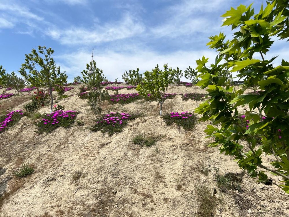 Bakının ən yaşıl parkındanFOTOREPORTAJ
