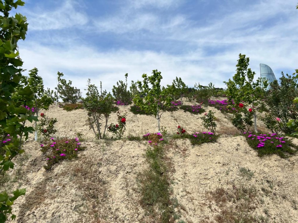 Bakının ən yaşıl parkındanFOTOREPORTAJ