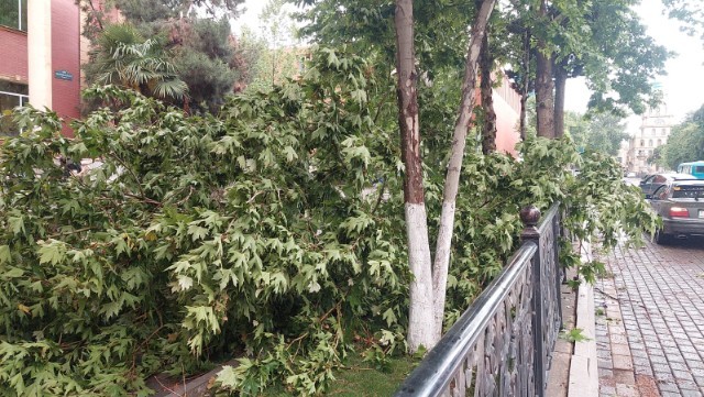 Güclü külək Gəncədə ağacları aşırdı - FOTO