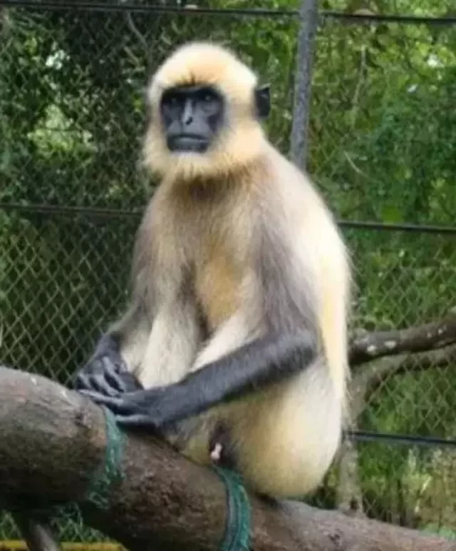 İki həftədə 20 nəfəri öldürən meymun tutuldu- FOTO