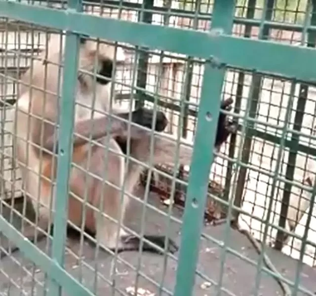 İki həftədə 20 nəfəri öldürən meymun tutuldu- FOTO