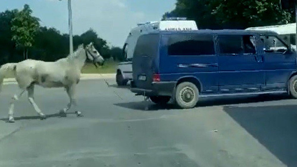 Dəhşətli hadisə: 40 dərəcə istidə atı mikroavtobusun arxasına bağlayıb...- FOTO