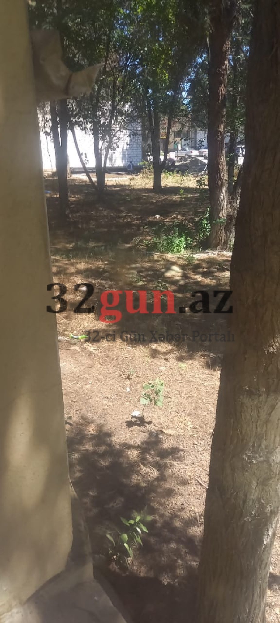 Qazaxda Əliağa Şıxlinski küçəsində növbəti "Yaşıl terror" -İcra başçısı hara baxır?