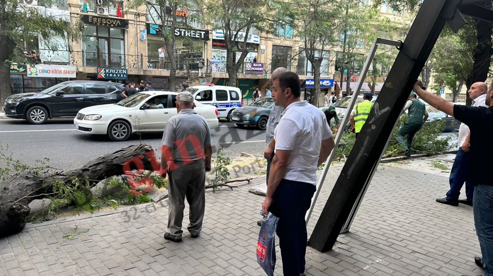 Ağac aşdı- “AP” serialı avtomobilə ziyan dəydi (VİDEO)