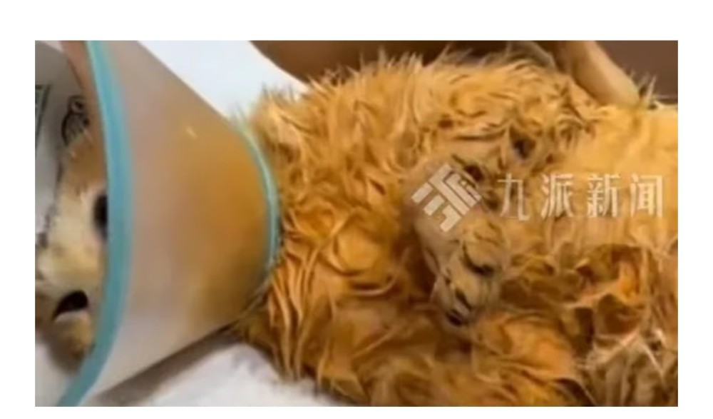 Restoranda pişik qaynayan yağa düşdü,9 nəfər xəsarət aldı