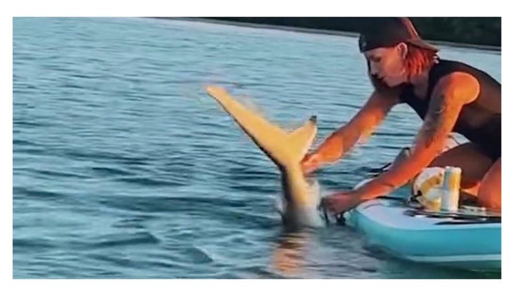 ABŞ-da qadın əlləri ilə ipə dolaşmış akulanı xilas etdi