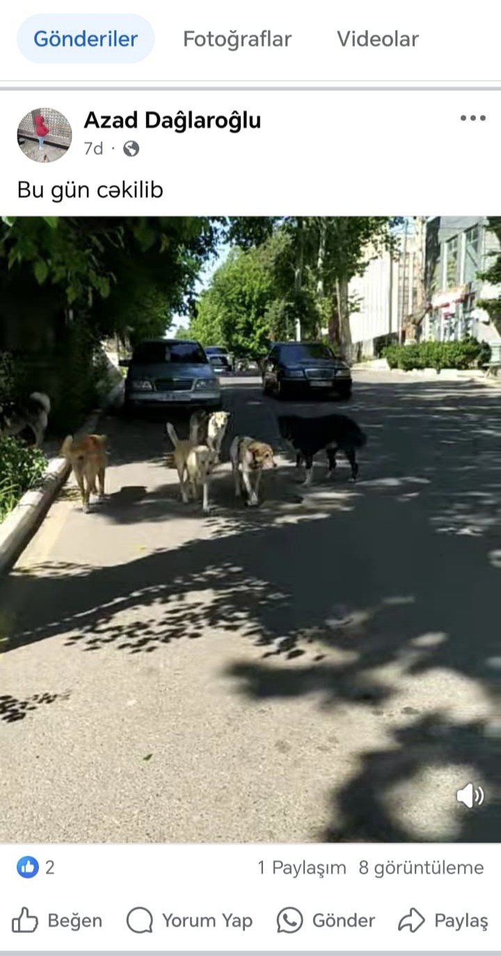 Qazaxda küçə itləri insanlara hücum edir –Sakinlər narahatdır /VİDEO