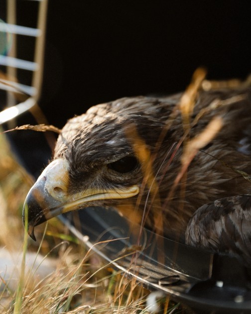 Leyla Əliyeva və Arzu Əliyeva Altıağac Milli Parkında - FOTOLAR
