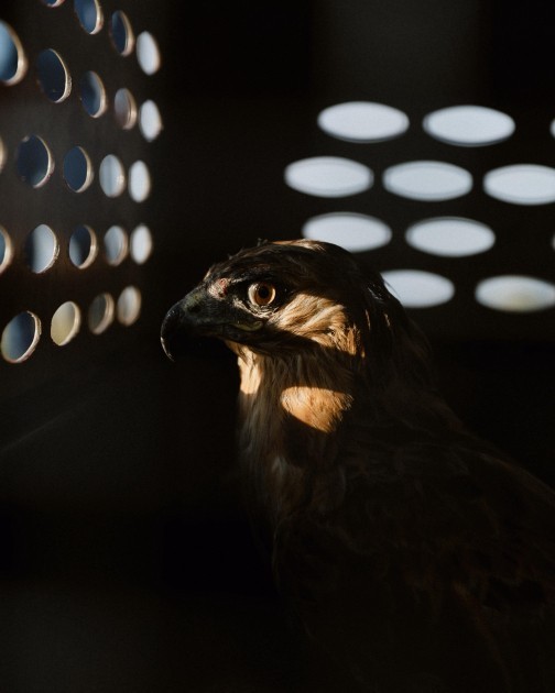 Leyla Əliyeva və Arzu Əliyeva Altıağac Milli Parkında - FOTOLAR