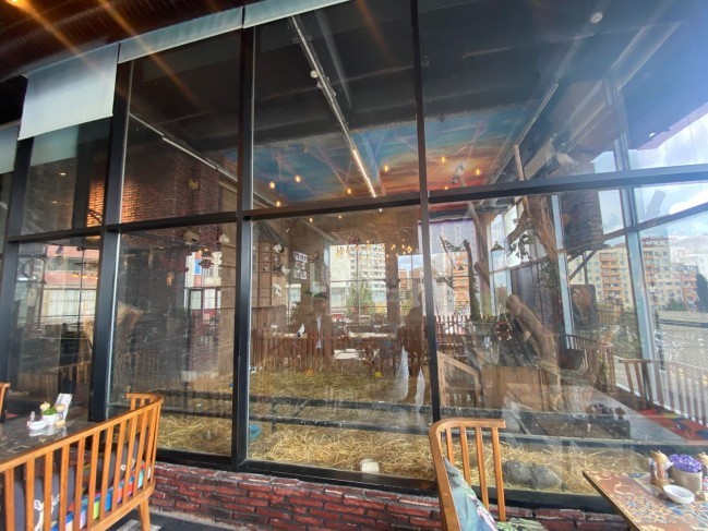 "Kolorit”də heyvanlar qanunsuz saxlanılırmış -FOTOLAR