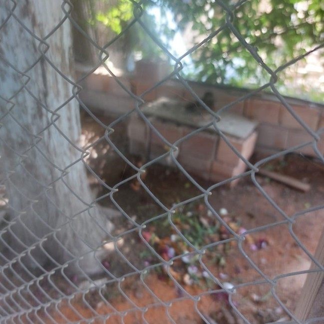 Sərin” və “Göygöl” restoranlarında vəhşi heyvan və quşların saxlanılması aşkarlandı - FOTOLAR