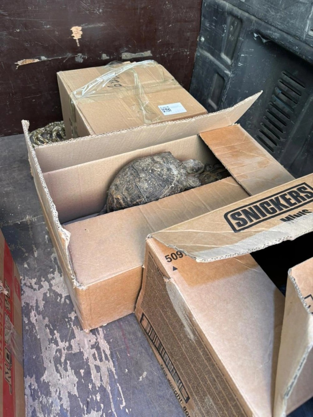 "Kolorit"də saxlanılan heyvanlar aidiyyəti üzrə təhvil verildi -FOTOLAR