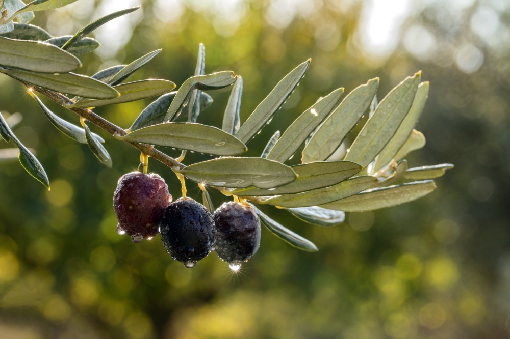 Türkiyənin məşhur zeytun yığımına qoşulun – bu mövsümi təcrübəni qaçırmayın! –FOTOLAR