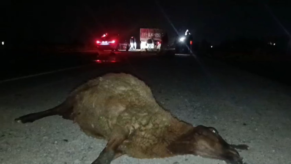 Salyanda yük maşını qoyun sürüsünü vurdu, heyvanlar tələf oldu -FOTOLAR