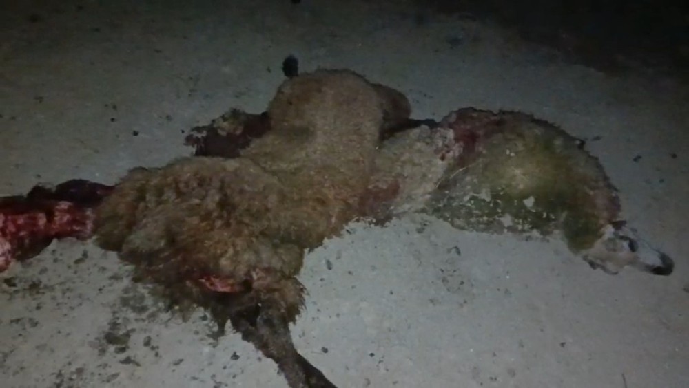 Salyanda yük maşını qoyun sürüsünü vurdu, heyvanlar tələf oldu -FOTOLAR