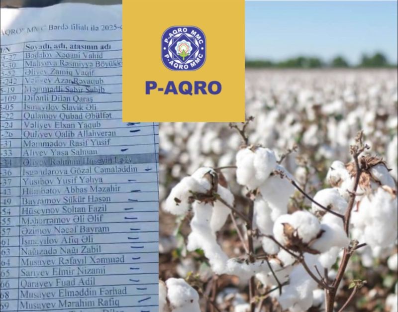 P-Aqro” MMC onlarla fermerin pambığını alıb, pulunu vermir -  Vətəndaşlardan ŞİKAYƏT...VİDEO